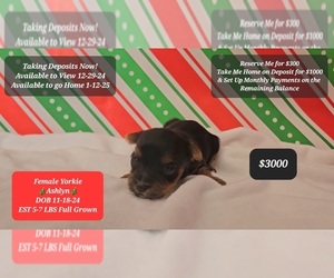 Yorkshire Terrier Puppy for sale in TUCSON, AZ, USA