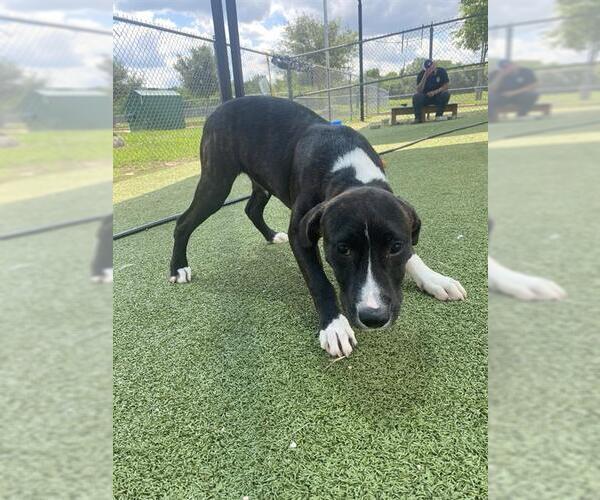 Medium Photo #2 American Pit Bull Terrier Puppy For Sale in Pasadena, TX, USA
