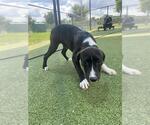 Small #1 American Pit Bull Terrier