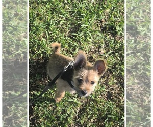 Chorkie Puppy for sale in ORANGEBURG, SC, USA
