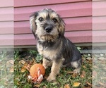 Tia - Female Schnoodle (Miniature) Puppy for Sale - Photo #5