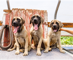 Mastiff Puppy for sale in WAKARUSA, IN, USA