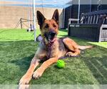 Small #1 German Shepherd Dog