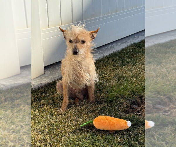 Medium Photo #2 Chihuahua-Unknown Mix Puppy For Sale in Salt Lake City, UT, USA