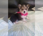 Small #6 Pembroke Welsh Corgi