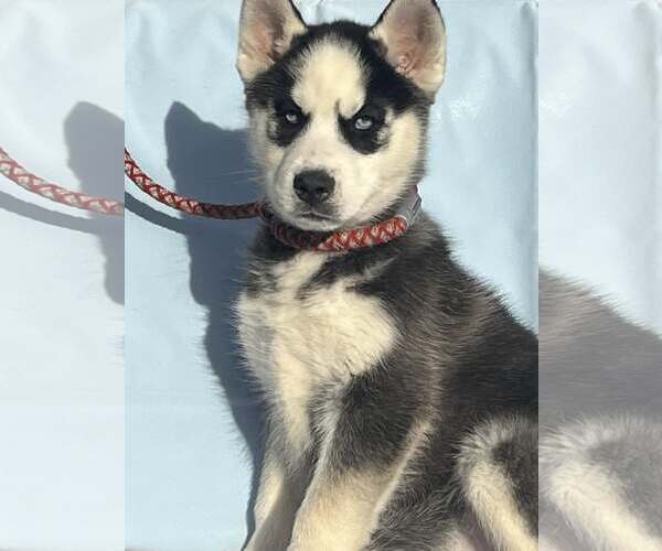 Medium Photo #4 Siberian Husky Puppy For Sale in HOPKINSVILLE/PRINCETON, KY, NH, USA