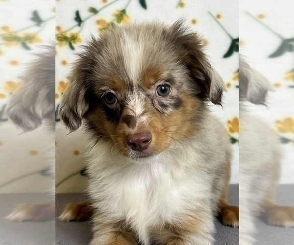 Medium Photo #3 Miniature Australian Shepherd Puppy For Sale in MARTINSVILLE, IN, USA