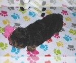 Small #2 Yorkshire Terrier