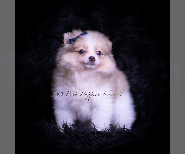 Medium Photo #5 Pomeranian Puppy For Sale in WARSAW, IN, USA