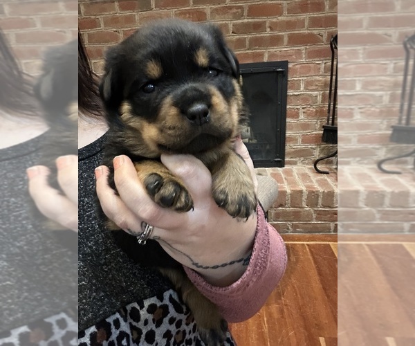 Medium Photo #1 Rottweiler Puppy For Sale in BERNVILLE, PA, USA