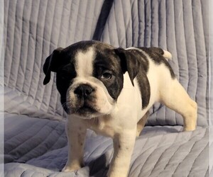 American Bully Puppy for sale in VIRGINIA BEACH, VA, USA