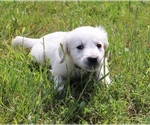 Small Photo #5 English Cream Golden Retriever Puppy For Sale in MARION CENTER, PA, USA