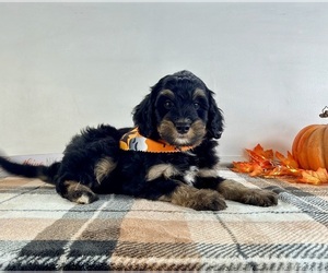 Bernedoodle (Miniature) Puppy for sale in GREENFIELD, IN, USA