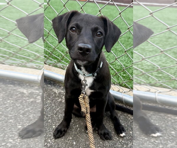 Medium Photo #1 Labrador Retriever-Unknown Mix Puppy For Sale in Jefferson, NJ, USA