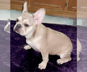 French Bulldog Puppy for sale in SANDY HOOK, KY, USA