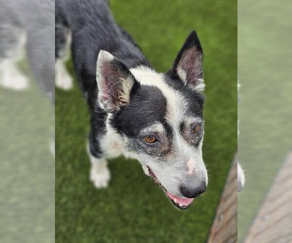 Medium Photo #4 Australian Shepherd-Unknown Mix Puppy For Sale in Rockwall, TX, USA