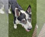 Small #3 Australian Shepherd Mix