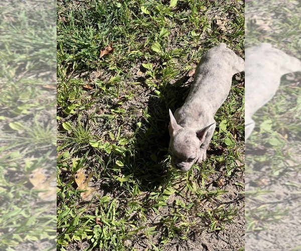 Medium Photo #2 French Bulldog Puppy For Sale in MILLVILLE, NJ, USA