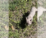 Small #1 French Bulldog