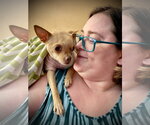 Small #6 Chihuahua