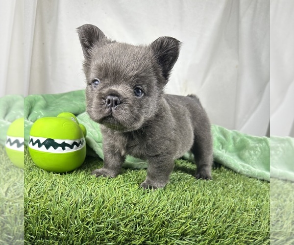 Medium Photo #3 French Bulldog Puppy For Sale in LOS ANGELES, CA, USA