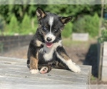 Small Photo #4 Alaskan Husky-Pomeranian Mix Puppy For Sale in DETROIT, MI, USA