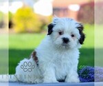 Small #2 Shih Tzu