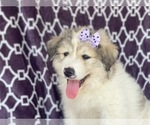 Small Photo #13 Great Pyrenees Puppy For Sale in LAKELAND, FL, USA