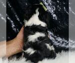 Small Photo #31 Cavalier King Charles Spaniel Puppy For Sale in WARSAW, IN, USA
