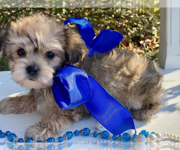 Medium Photo #3 Yorkie-ton Puppy For Sale in MC CLURE, PA, USA