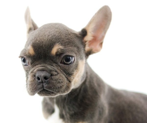 Medium Photo #2 French Bulldog Puppy For Sale in CLERMONT, FL, USA