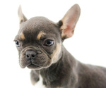Small Photo #2 French Bulldog Puppy For Sale in CLERMONT, FL, USA