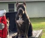 Small Photo #17 American Bully Puppy For Sale in OCALA, FL, USA