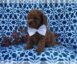 Small Photo #1 Cavapoo-Poodle (Miniature) Mix Puppy For Sale in LAKELAND, FL, USA