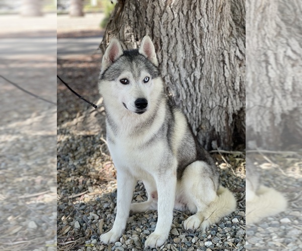 Medium Photo #9 Siberian Husky Puppy For Sale in MADERA, CA, USA