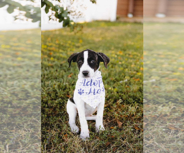 Medium Photo #7 Labbe Puppy For Sale in Princeton, MN, USA