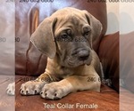 Small Photo #39 Cane Corso Puppy For Sale in LA PLATA, MD, USA