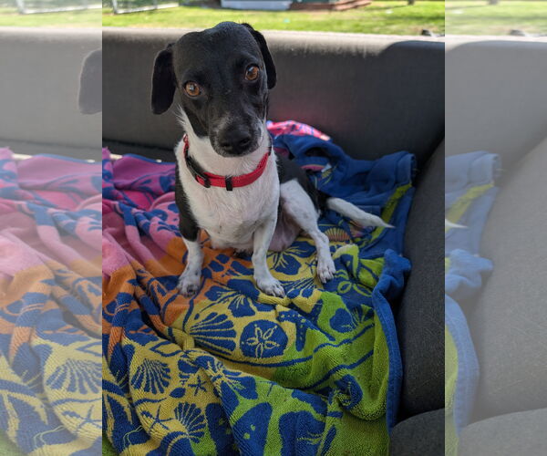 Medium Photo #4 Chiweenie Puppy For Sale in The Woodlands, TX, USA