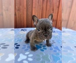 Small #3 French Bulldog