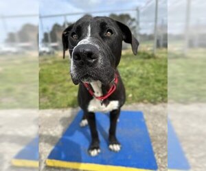American Pit Bull Terrier-Unknown Mix Dogs for adoption in McKinleyville, CA, USA