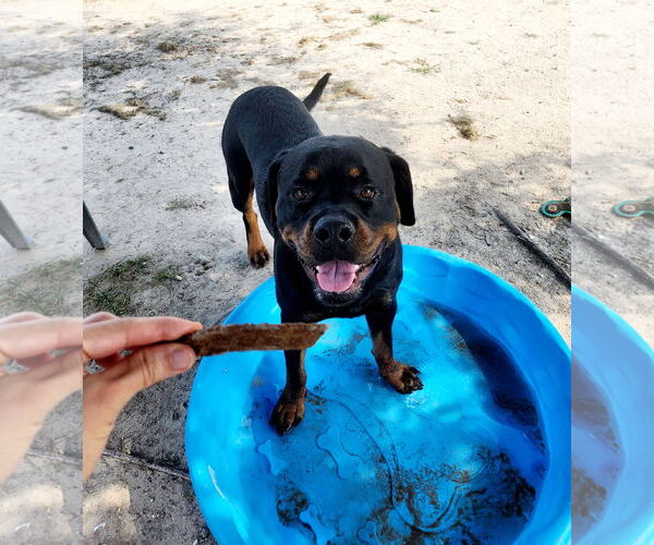 Medium Photo #9 Rottweiler Puppy For Sale in White Hall, AR, USA