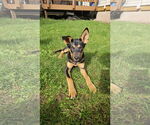 Small #1 German Shepherd Dog Mix