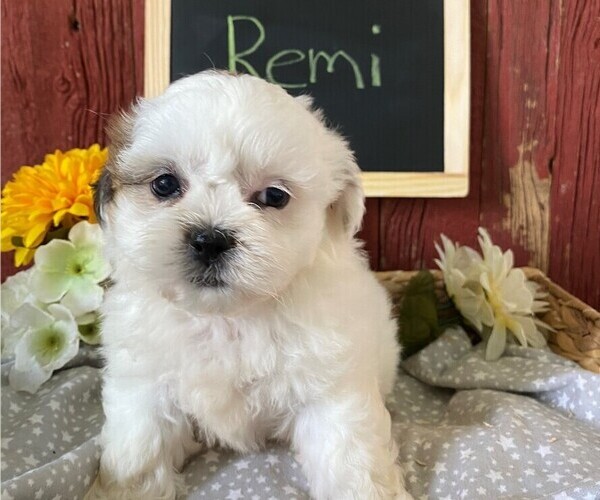Medium Photo #3 Zuchon Puppy For Sale in BONDUEL, WI, USA