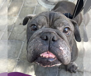 Bulldog-Unknown Mix Dogs for adoption in Chico, CA, USA