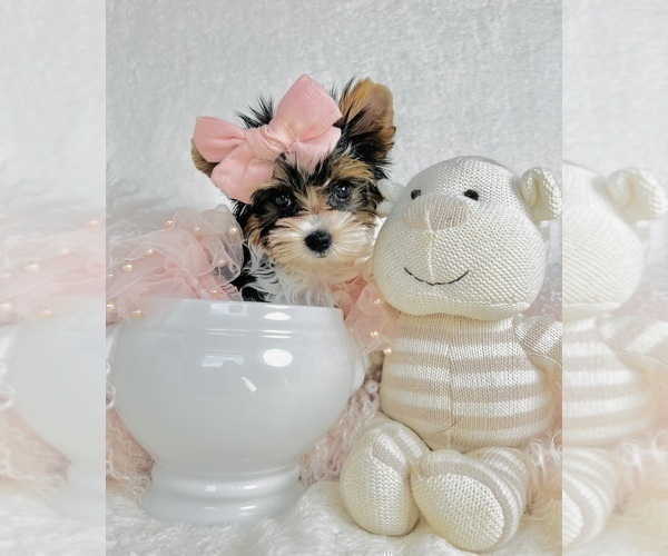 Medium Photo #8 Yorkshire Terrier Puppy For Sale in THONOTOSASSA, FL, USA