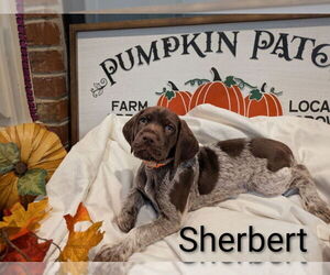 Medium German Shorthaired Pointer