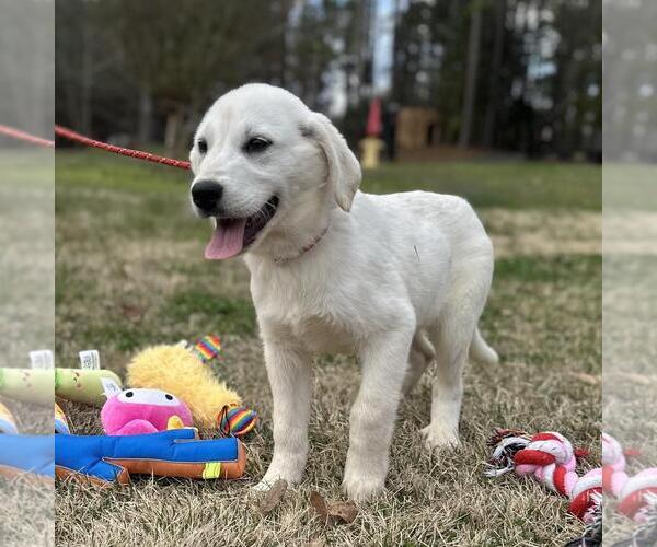 Medium Photo #2 Great Pyrenees-Unknown Mix Puppy For Sale in Yardley, PA, USA