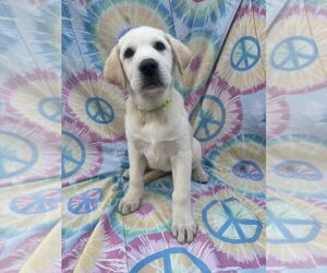 Labrenees Dogs for adoption in New London, WI, USA