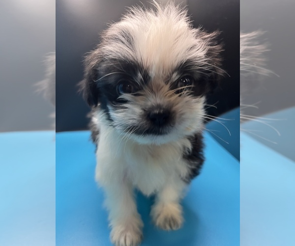 Medium Photo #1 Maltipoo-Shih Tzu Mix Puppy For Sale in SAINT AUGUSTINE, FL, USA
