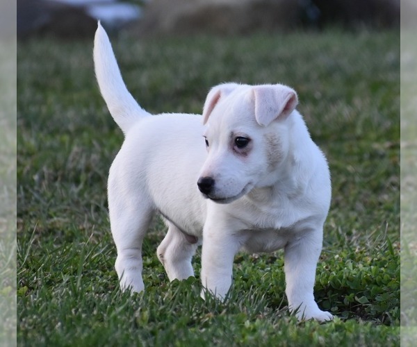 Medium Photo #4 Jack Russell Terrier Puppy For Sale in APPLE GROVE, WV, USA